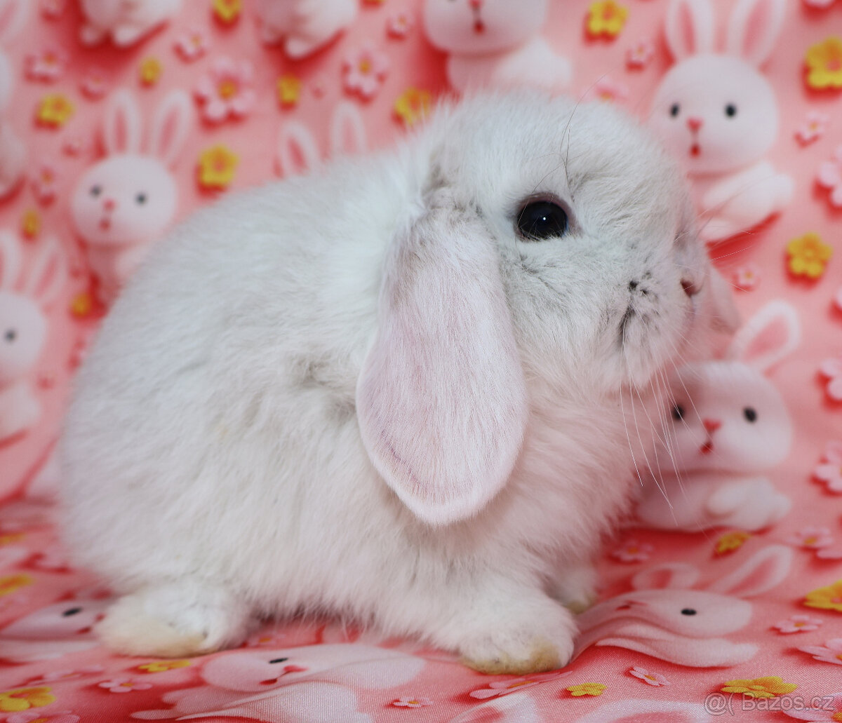 Zakrslý beránek NHD samička - 4