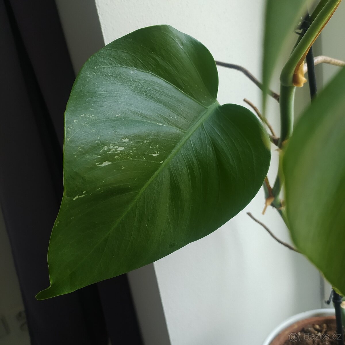 Monstera Albo - 4