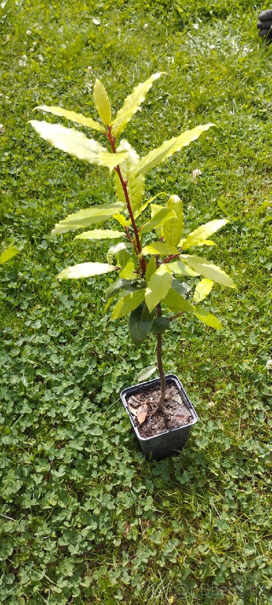 Byliny a trvalky - 4