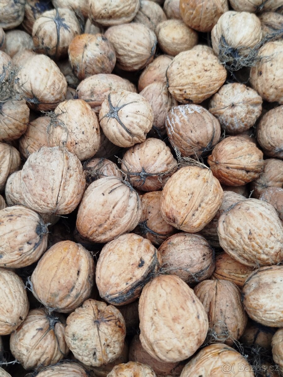 Vyloupané ořechy - 4