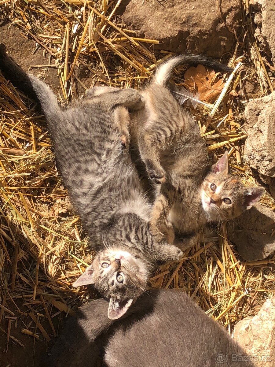 Darujeme koťata - 4