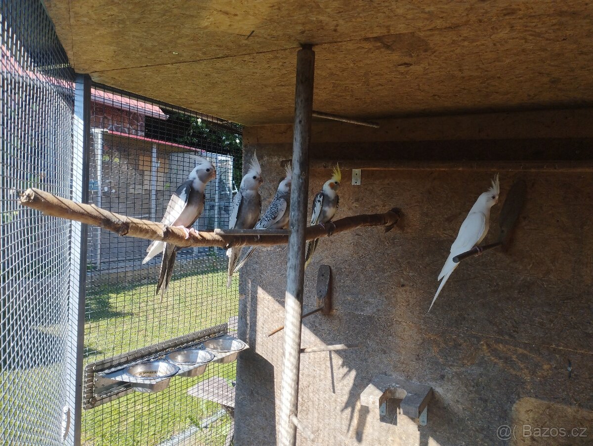 Korela chocholava - 4