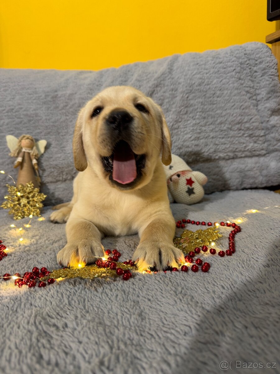 Labradorský retriever s PP - 4