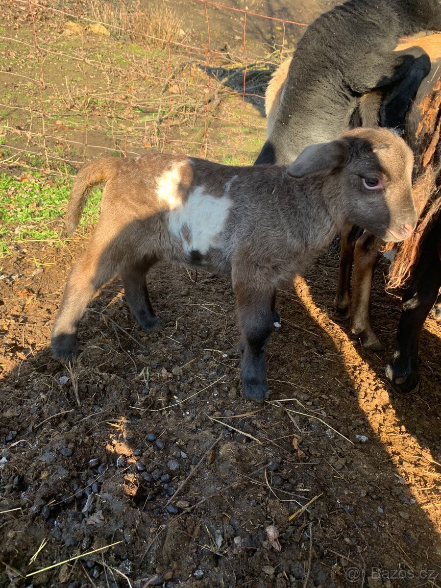 Beránek 75% dorper - 4