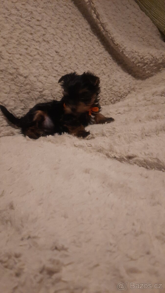 Prodám yorkšírský teriér - 4