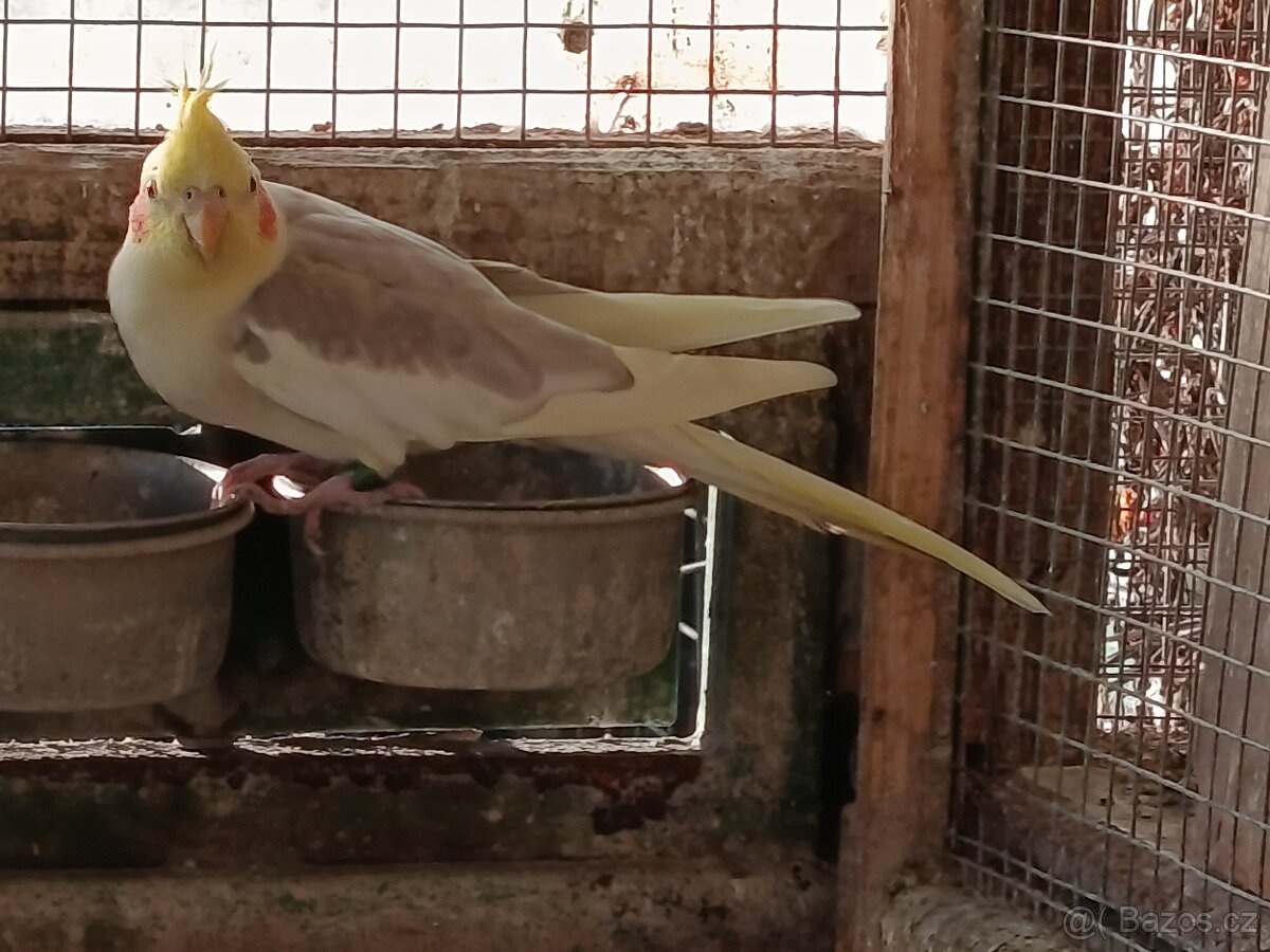 Prodej andulek a korel. - 4