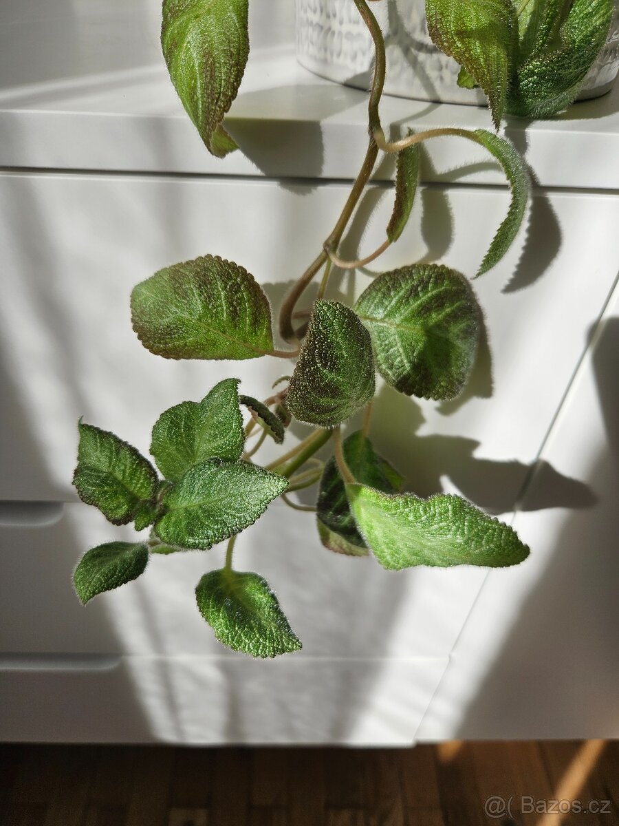 Episcia cupreata - 4