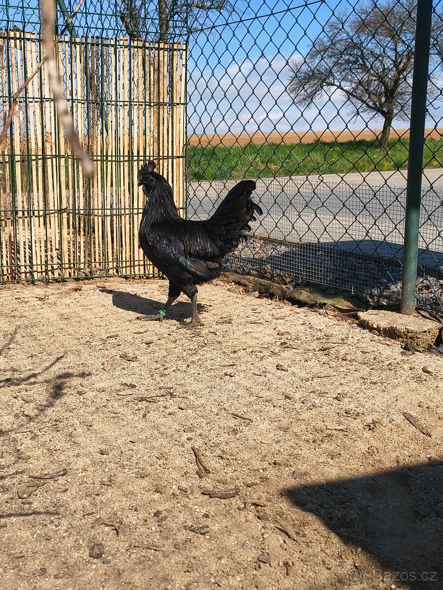 Ayam Cemani mladý pár - 4