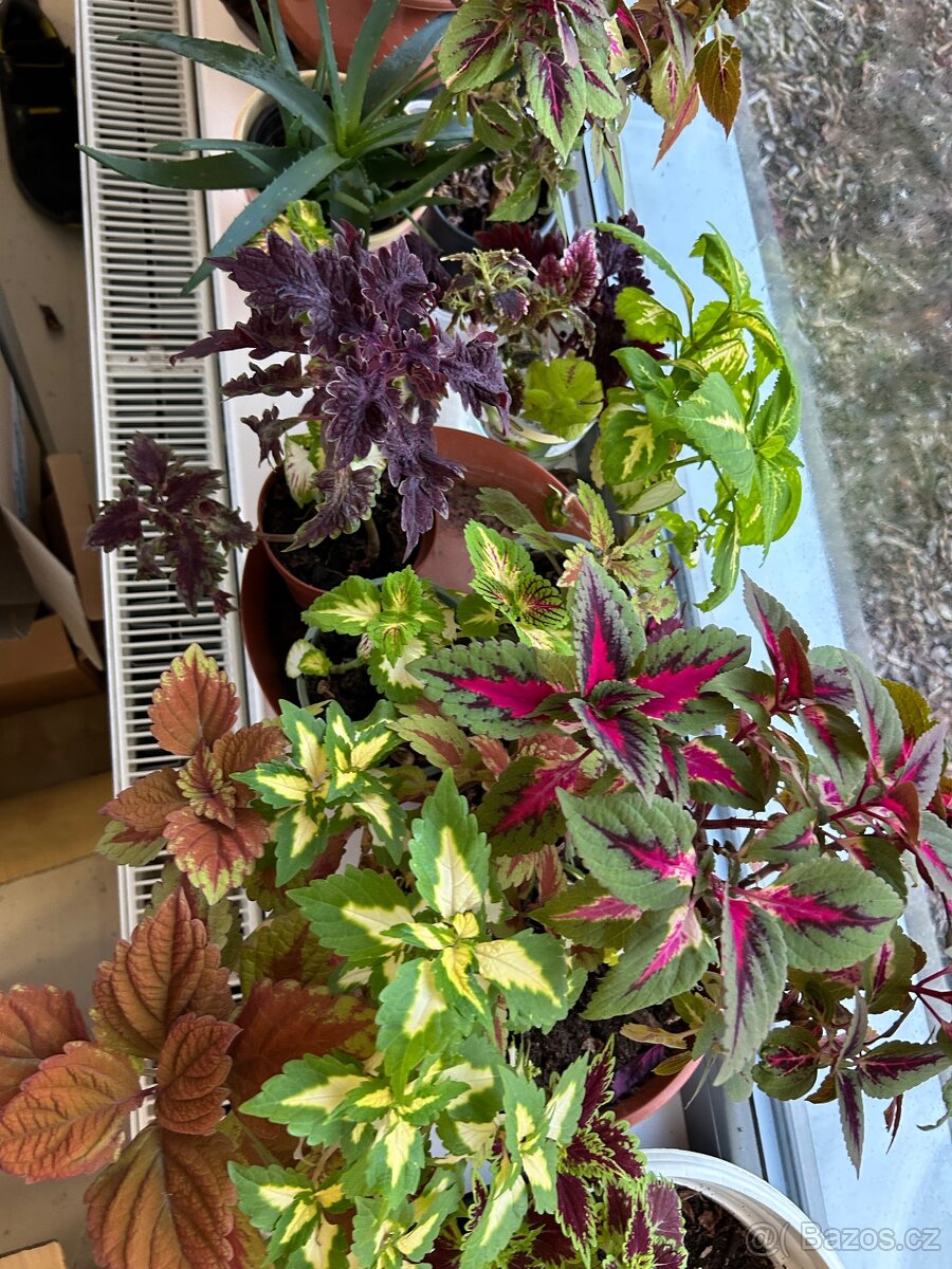 Africke koprivy, hosty, trvalky - 4