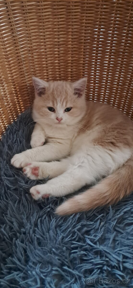Britská koťátka s PP - 4