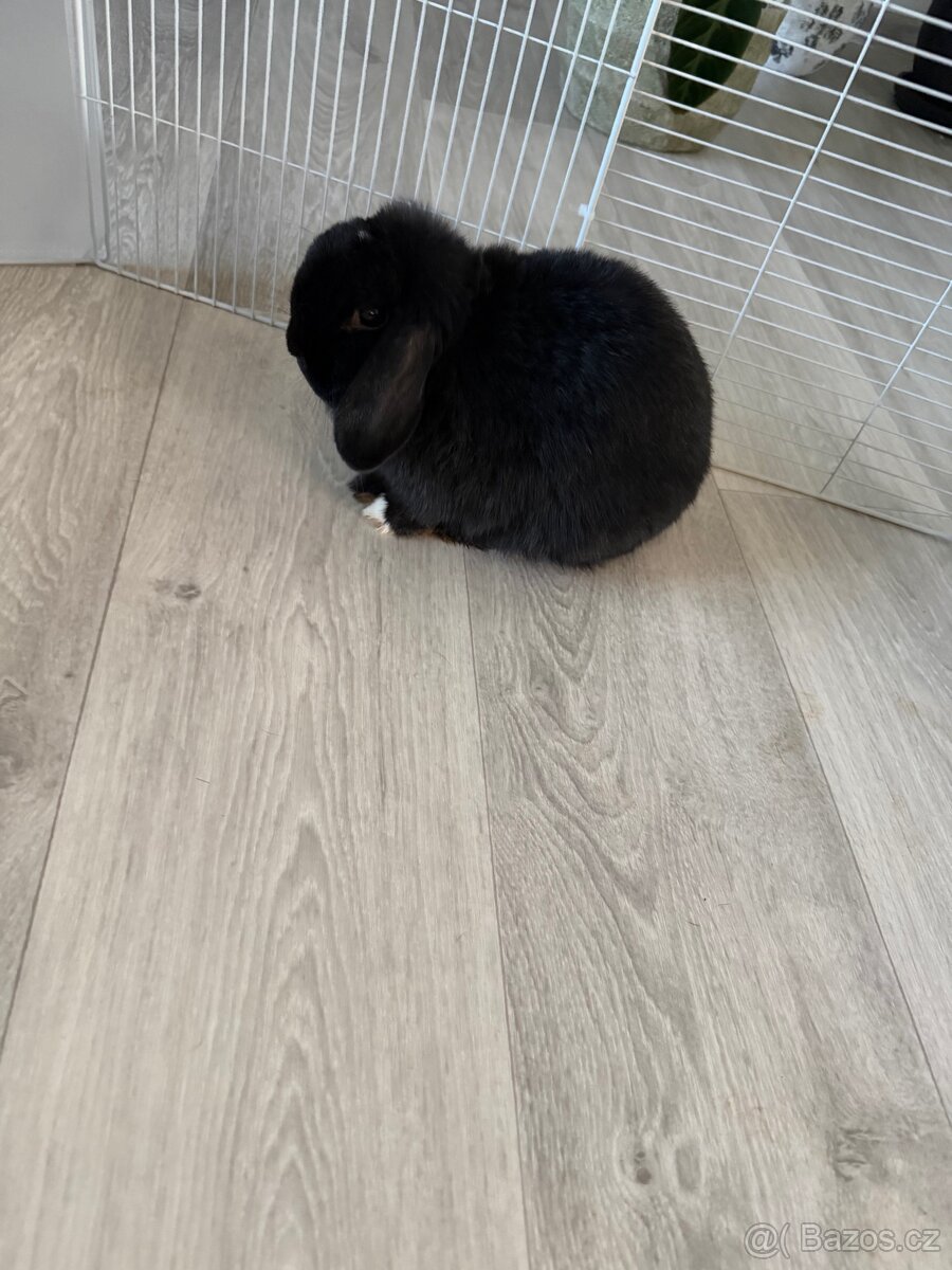 Králíček minilop - 4