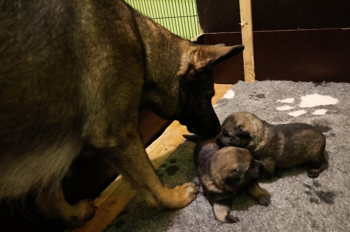 Německý ovčák štěňata s PP - 4