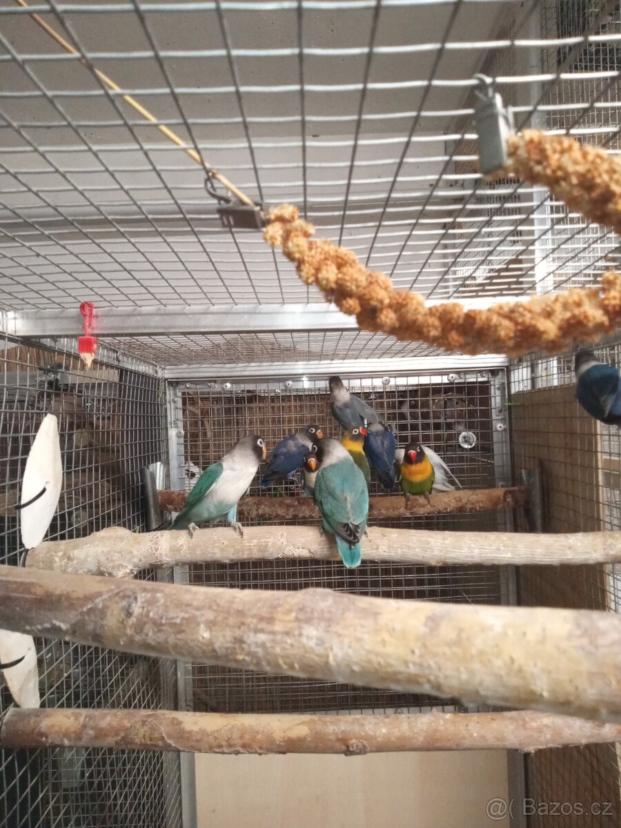 Agapornis škraboškový - mláďata na prodej. - 4