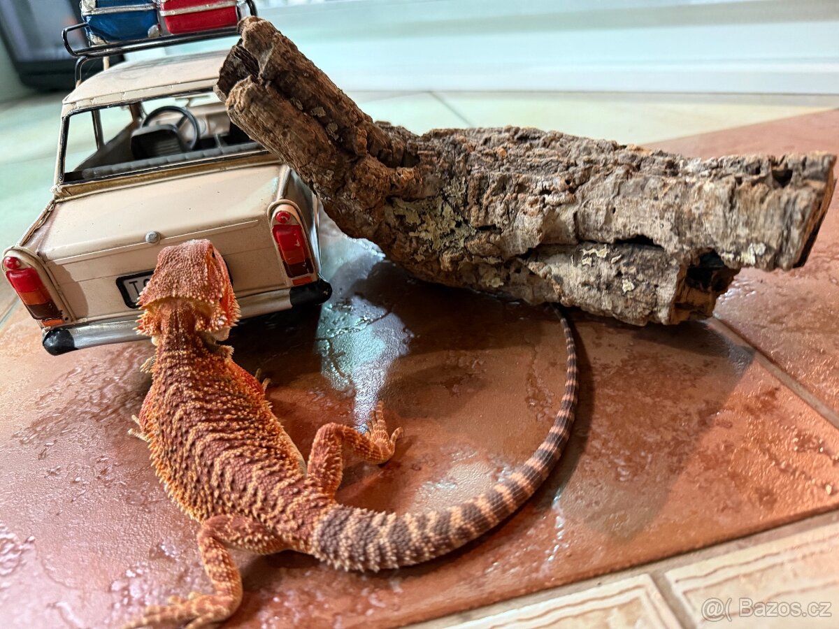 MLÁĎATA AGAMY VOUSATÉ K PRODEJI - 4