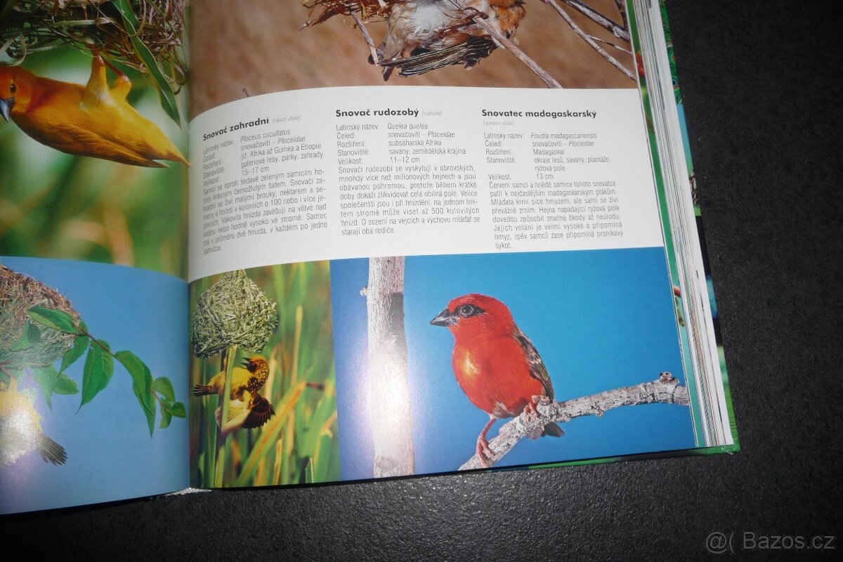 kniha 1000 ptáků - 4