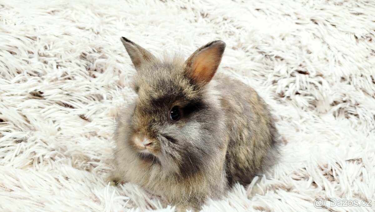 Zakrslý králík, králíček - HARRY - 4