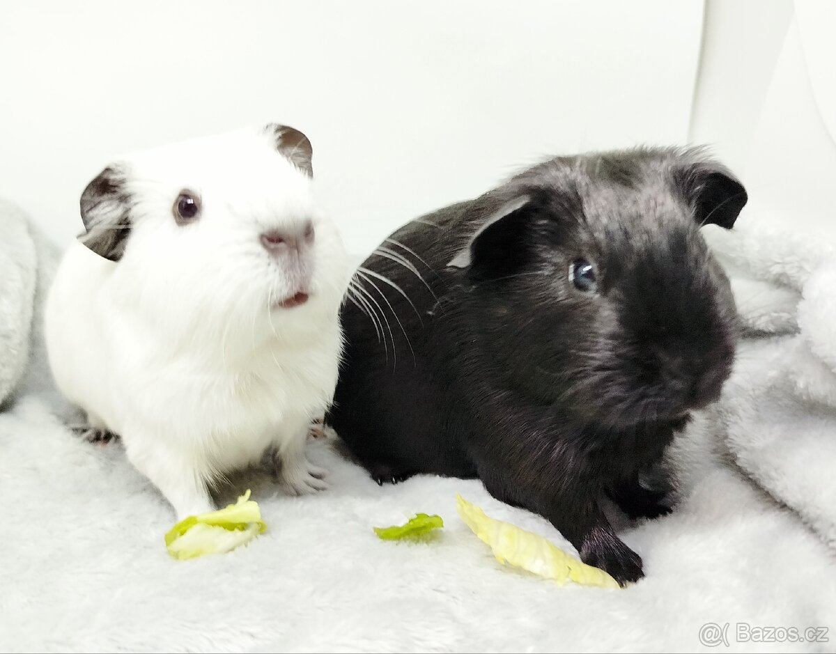 Morče, Morčata, Morčátko, Morčátka - JIN A JANG - 4