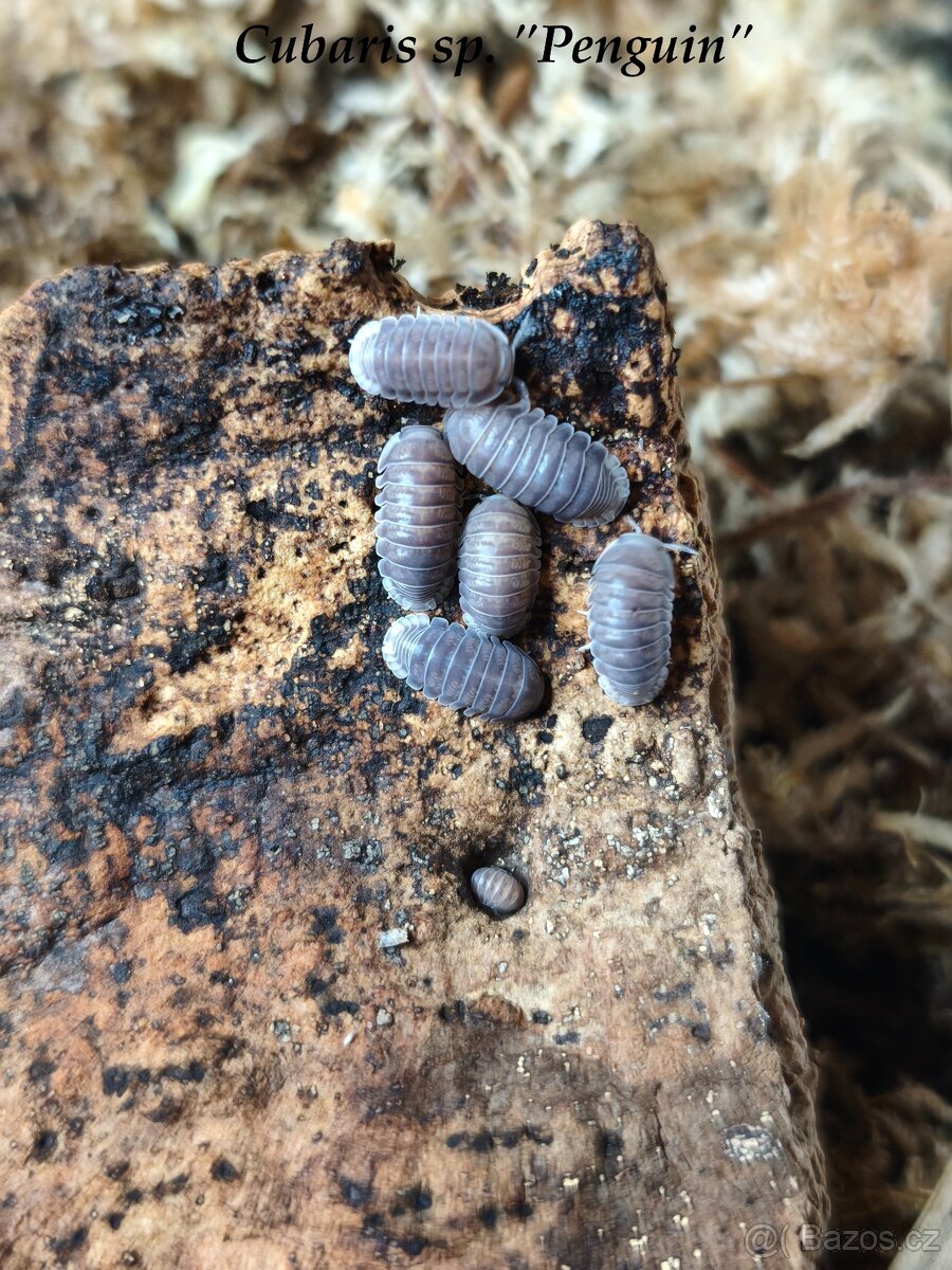 ISOPODY·STÍNKY - Bulk/balíčky - posílám - 4