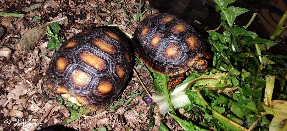 Želva uhliřská mláďata - 4