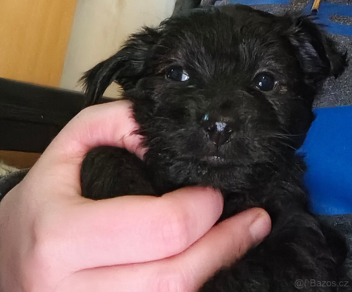 Štěňata - 4