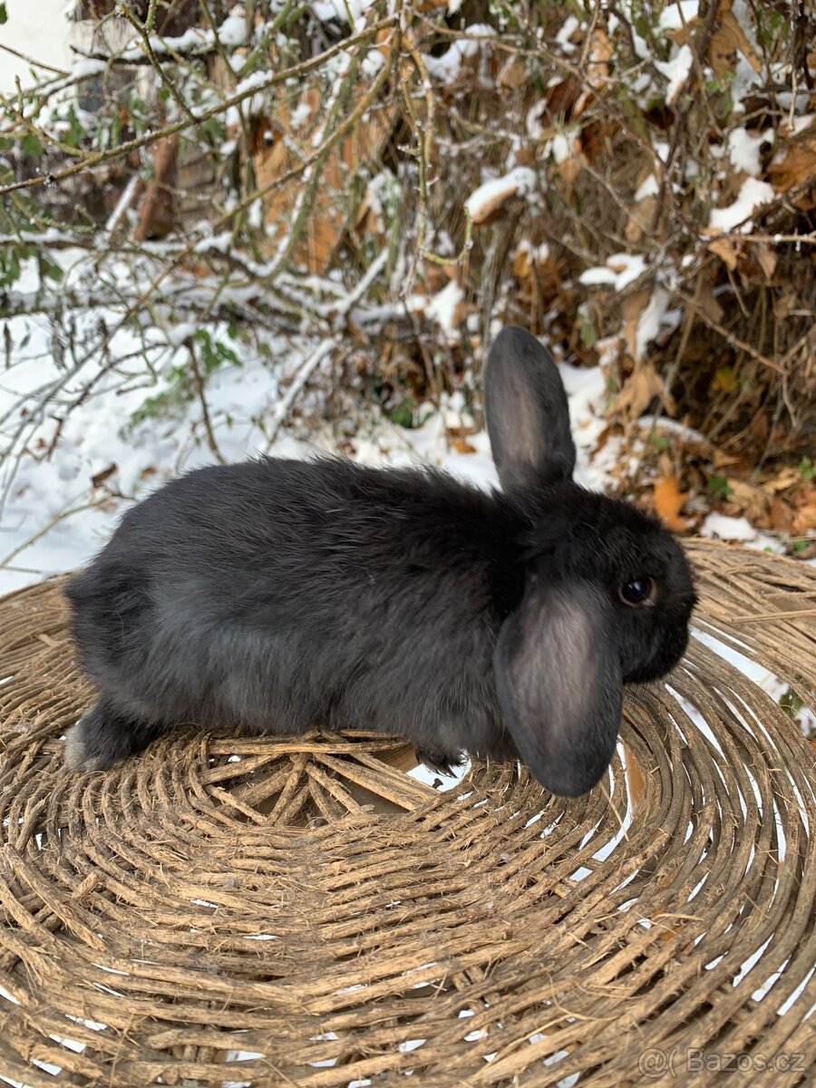 Zakrsly beranek, kralik - 4