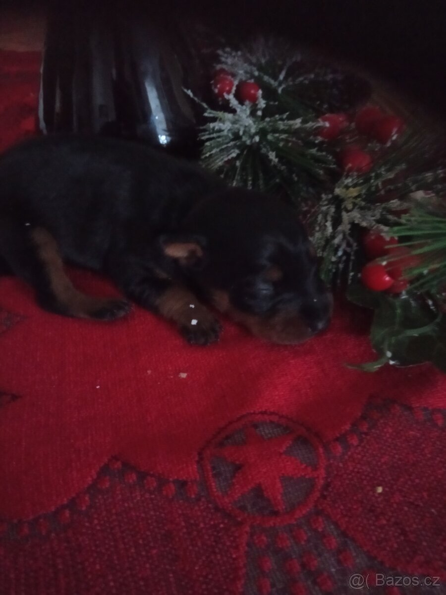 Trpasličí pinč - 4