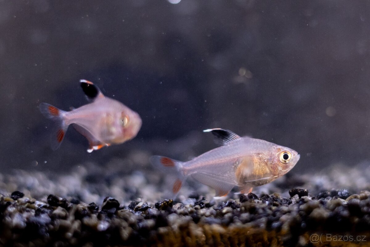 Prodám z odchovny akvarijní rybičky - 4