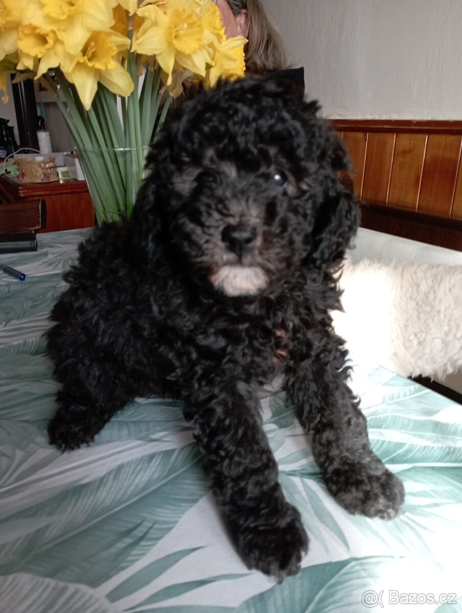 Pudl trpasličí - 4