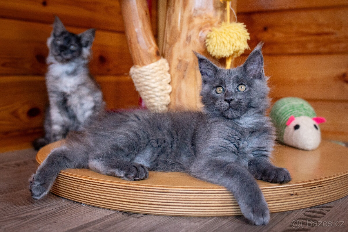 Mainská mývalí koťátka s PP - 4