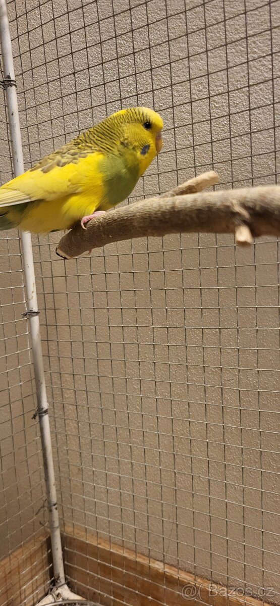 Andulka vlnkovaná - 4