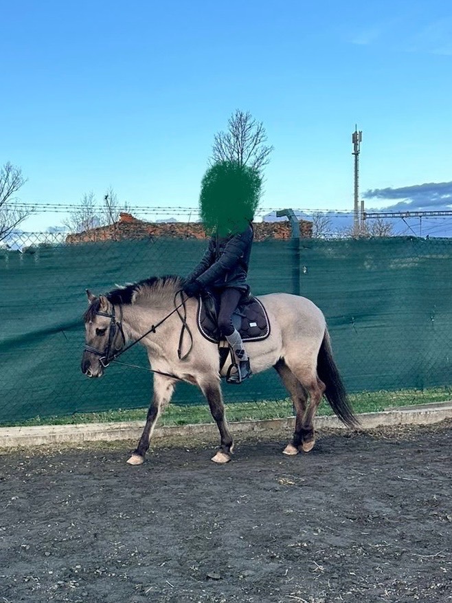 Polský pony - kobylka - 4