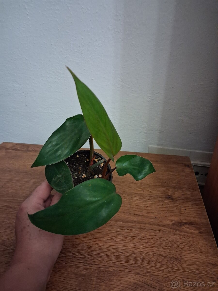 Pokojové rostliny 2 - 4