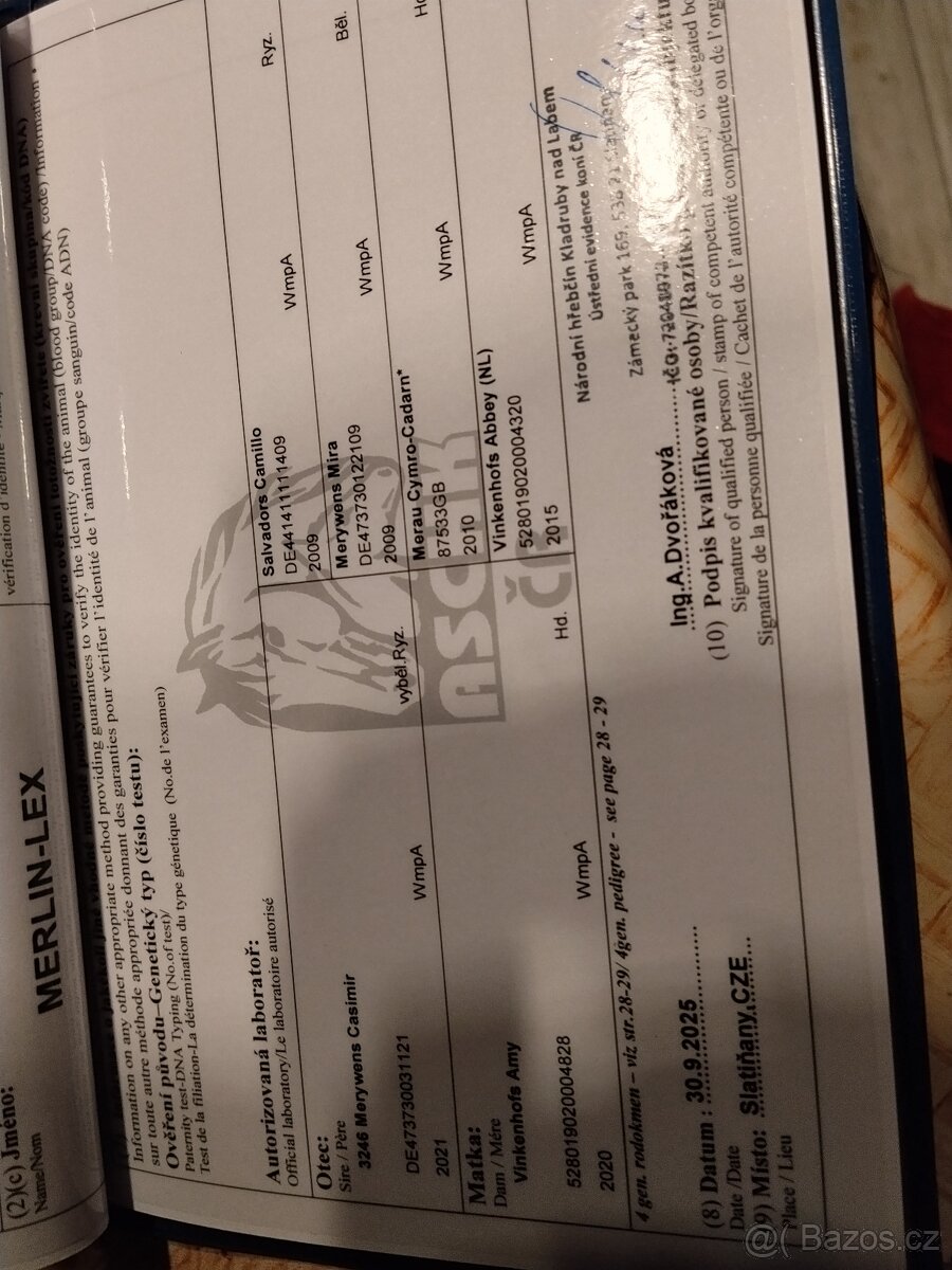 Welsh A hřebeček - 4