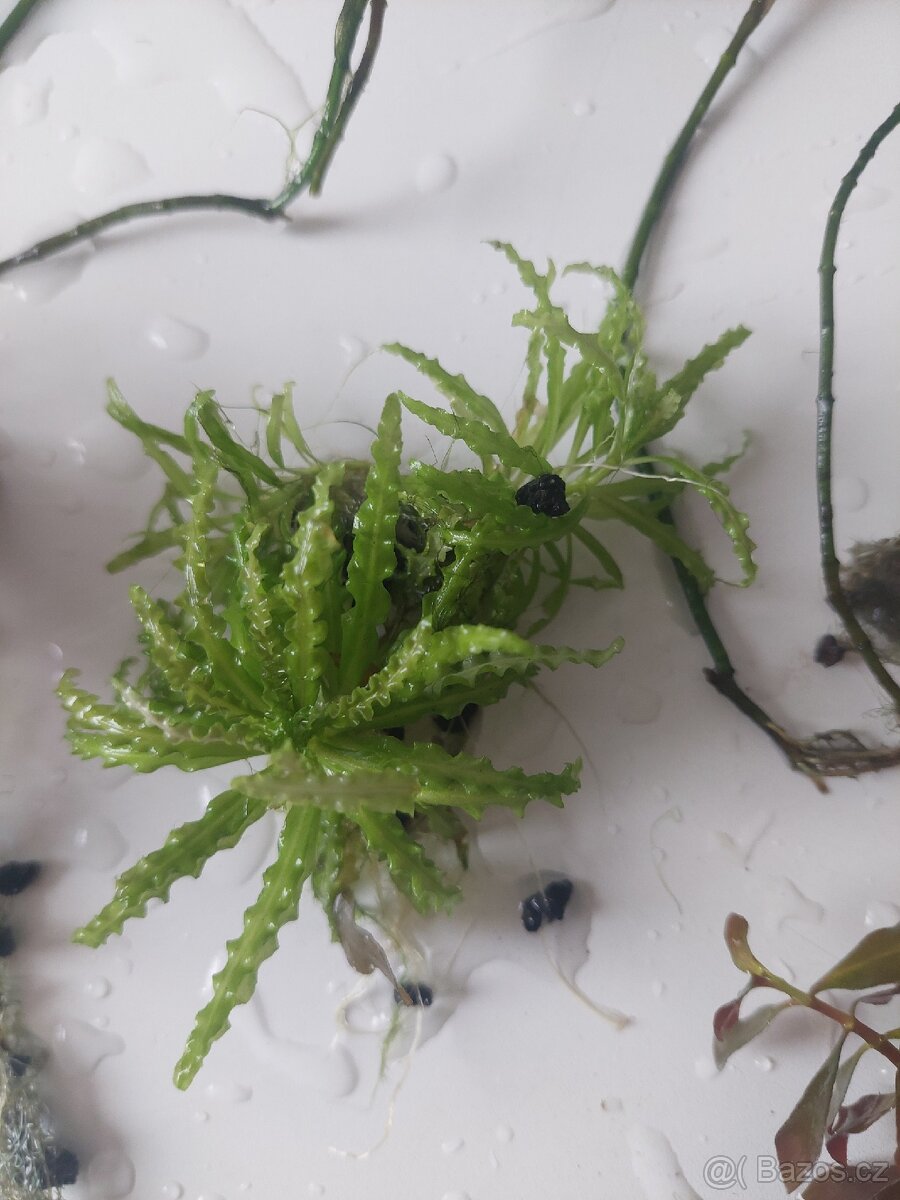 Akvarijní rostliny - 4