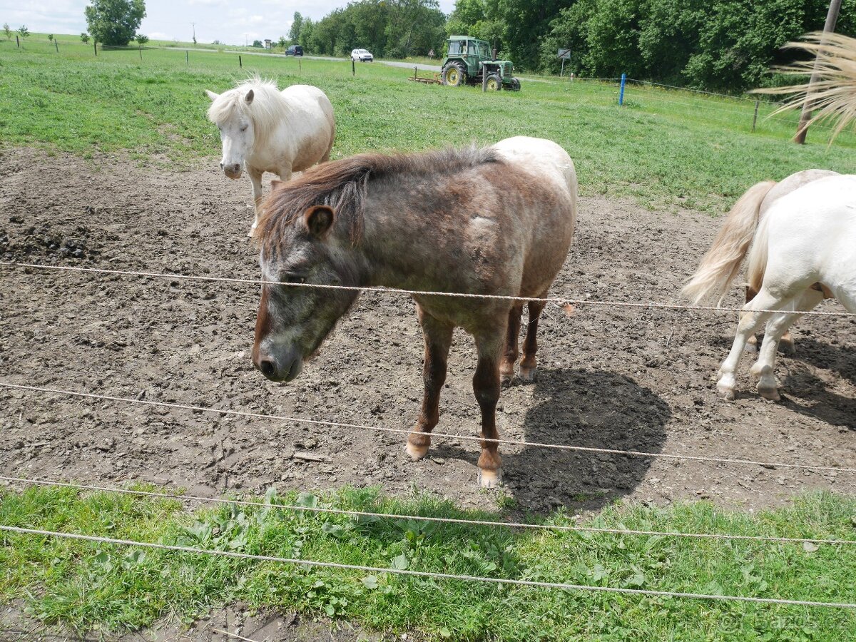 Pony, poníci - 4