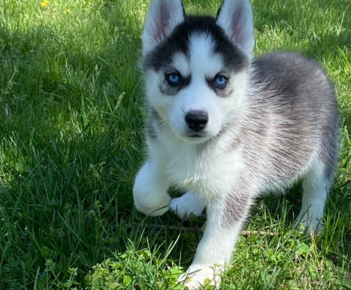 Prodám štěňata sibiřského huskyho v Jihlavě - 4