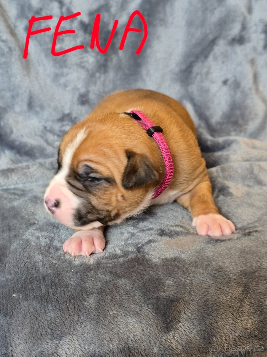 Americký stafordšírský teriér - 4