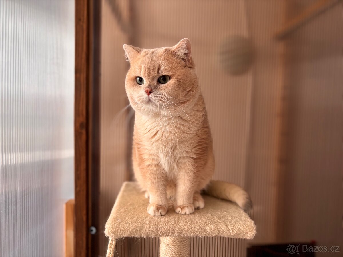 Britský kocour z pp - 4