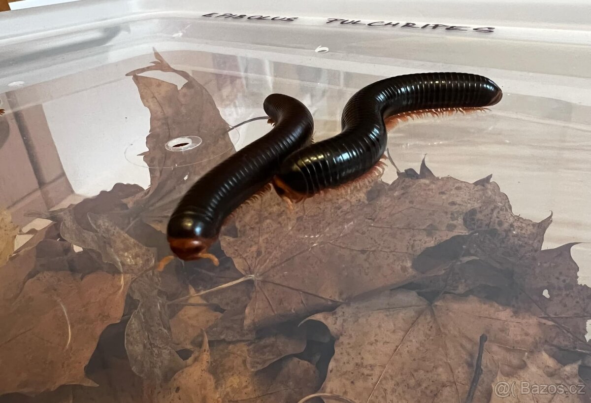 Prodej - Mnohonožka červená (Epibolus pulchripes) - 4