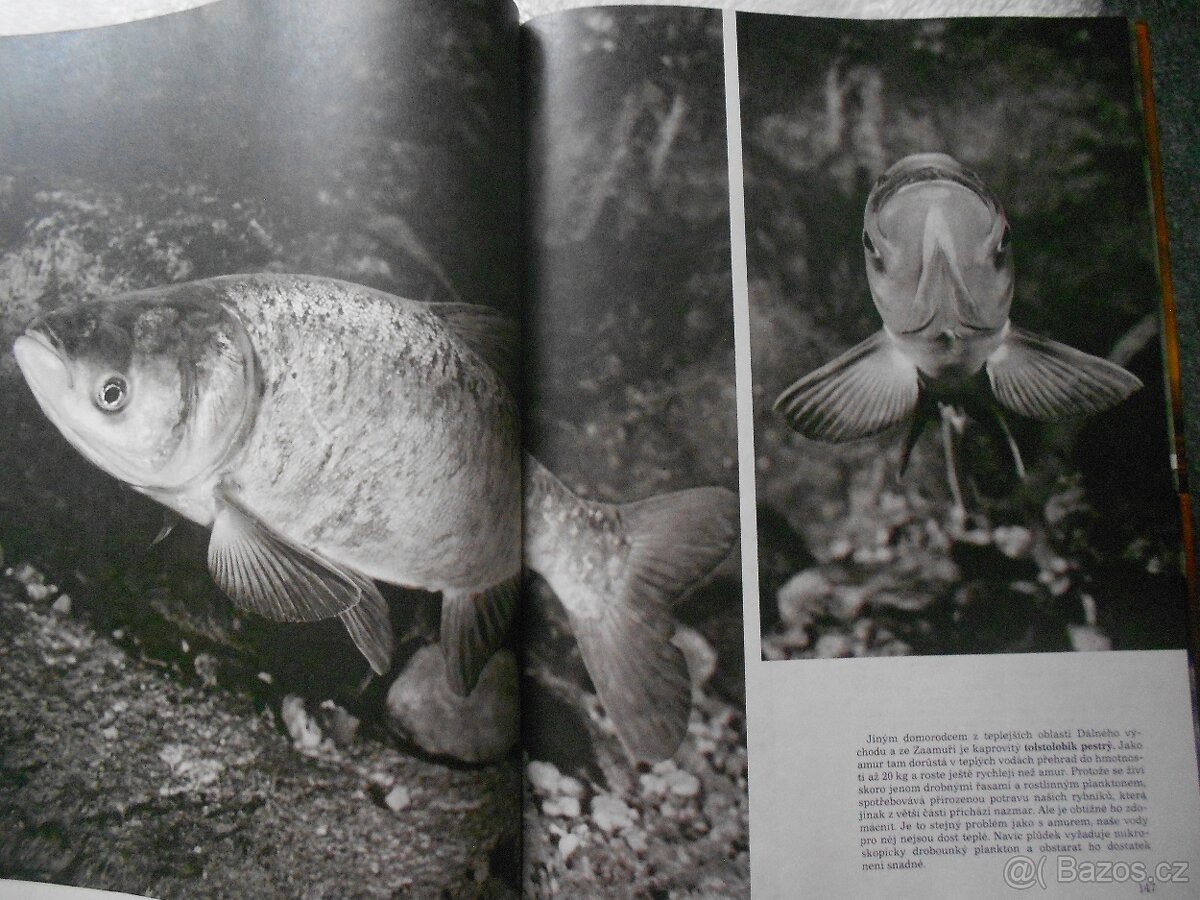 rybáři, zvířectvo, ptactvo, koně - 4