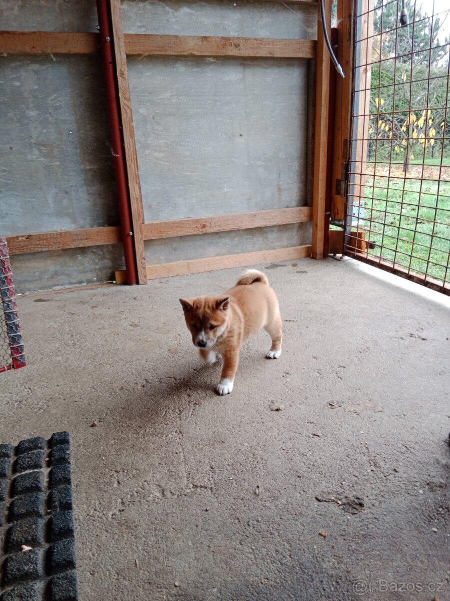 Shiba inu štěňata - 4