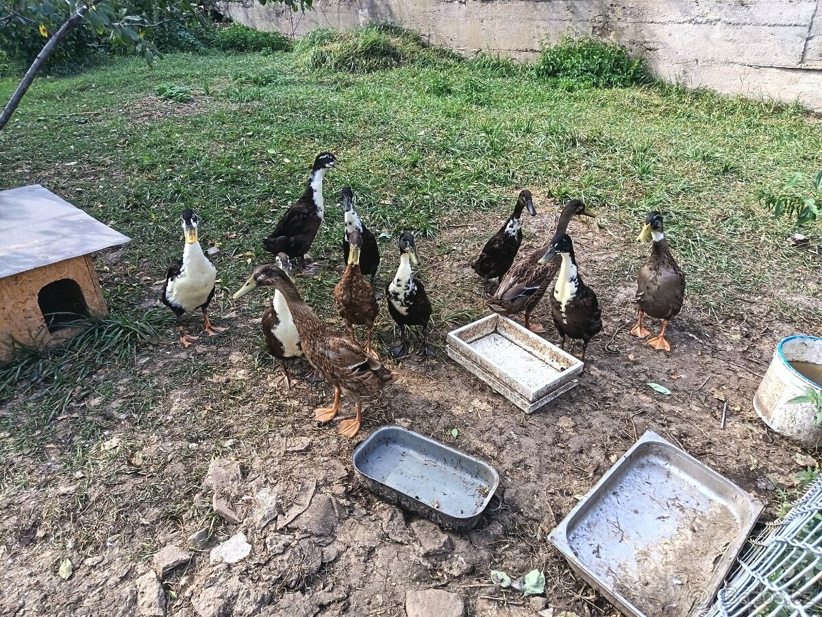 Prodám kachny /Indický běžec/ - 4