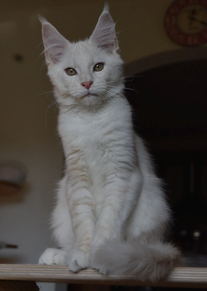 Mainská mývalí koťátka s PP - 4