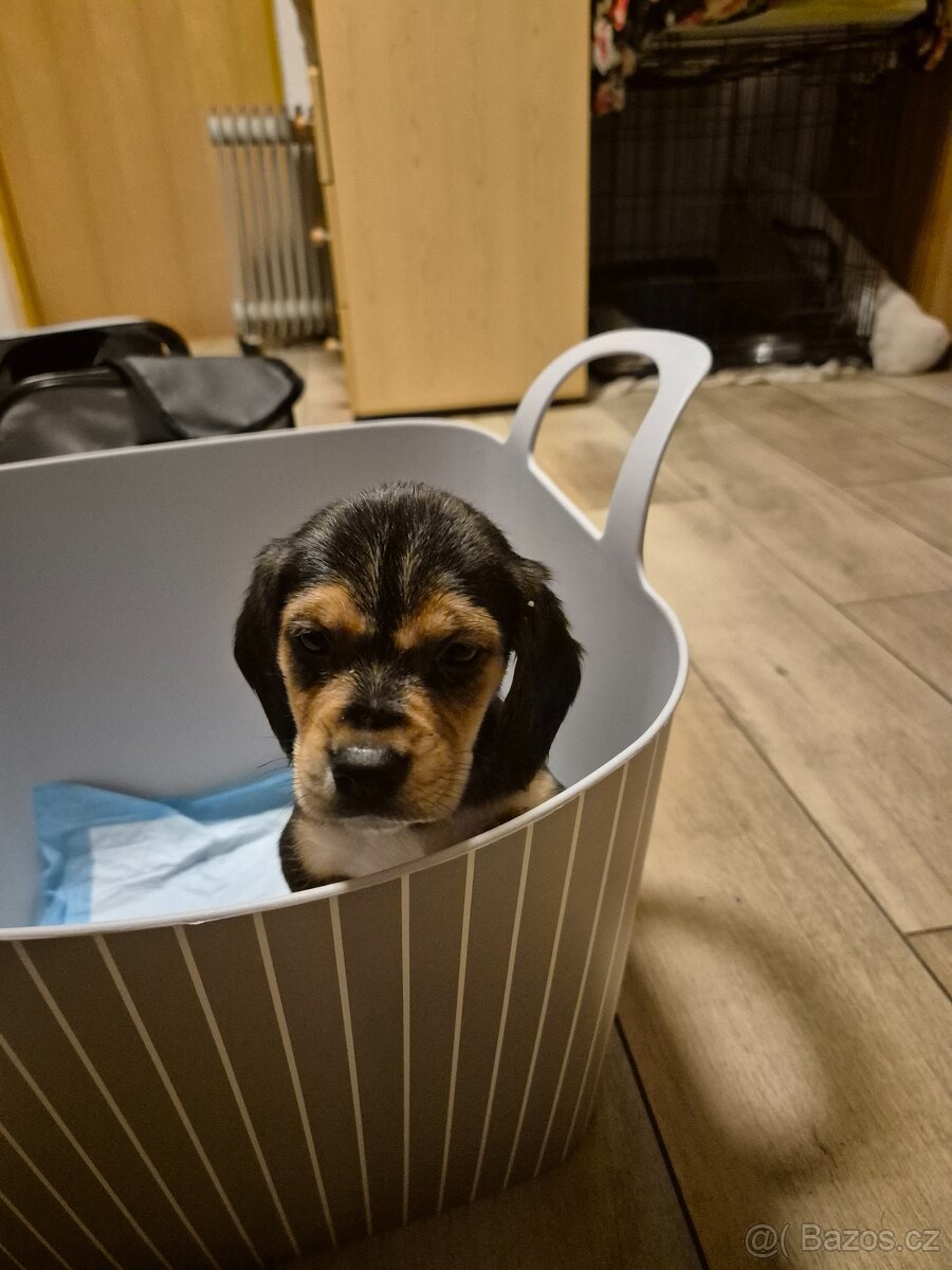 Štěňata bígl - 4