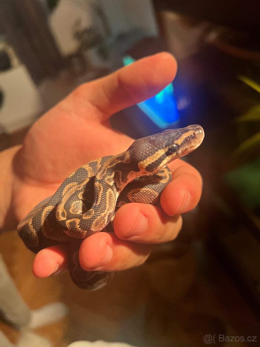 Krajta královská - 4