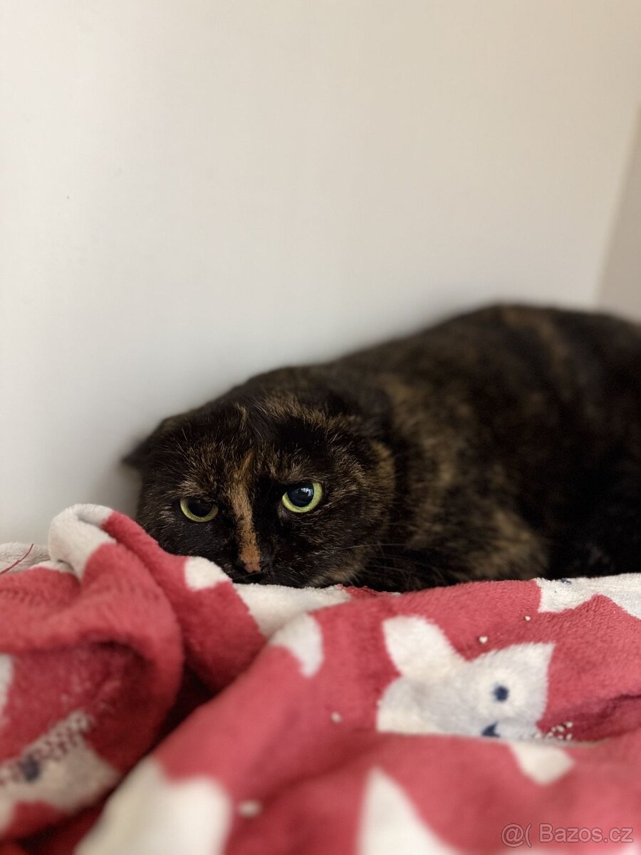 Čikina, plachá kočička - 4