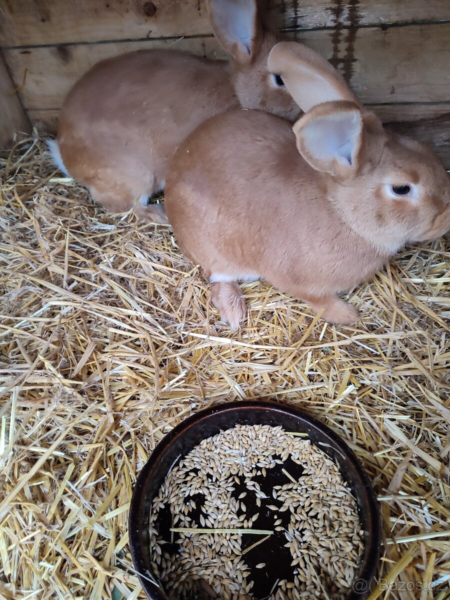 Králík burgundský - samička - 4