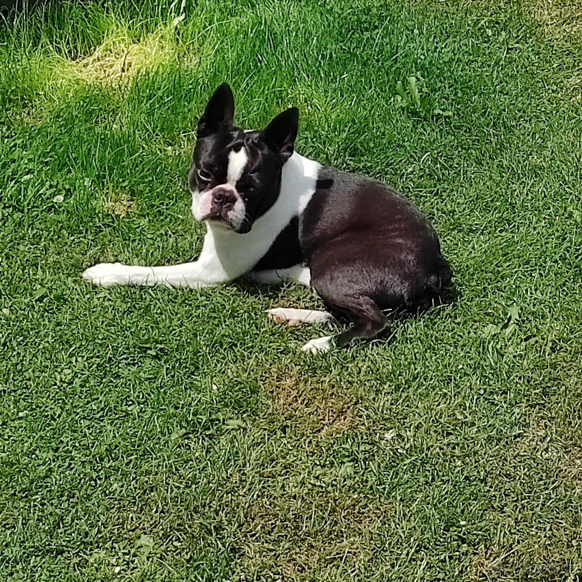 Bostonek ke kryti - 4