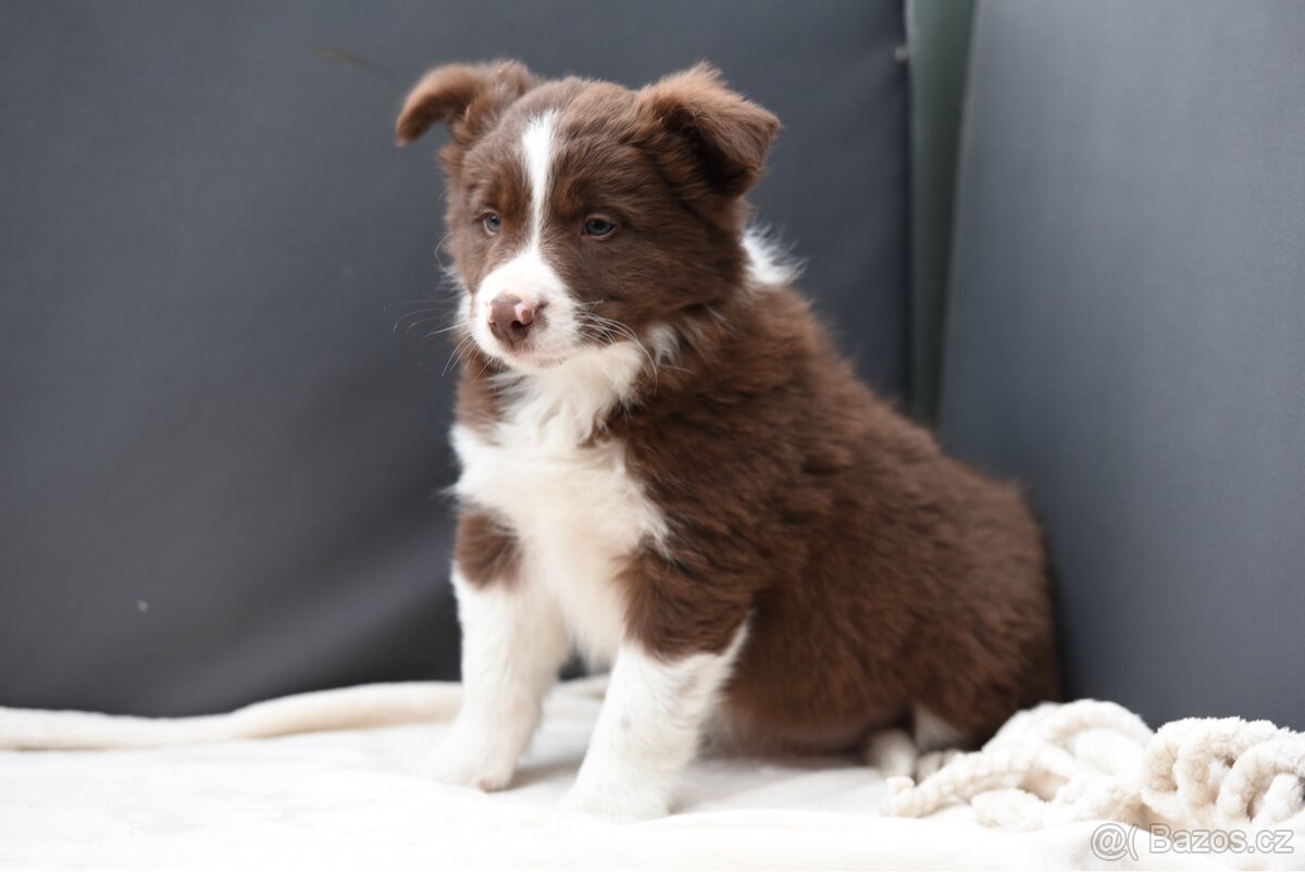 Štěňátko border kolie - 4
