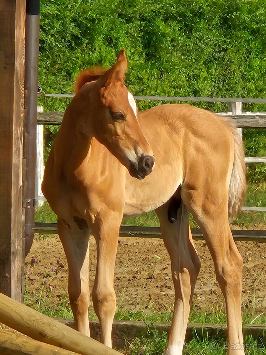 Letošní hřebeček - 4